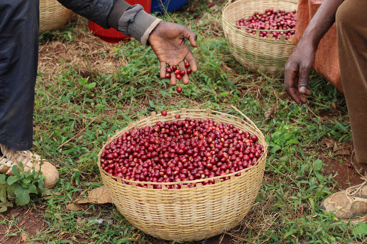 Ethiopia Sidamo Washed
