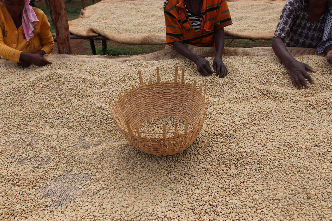 Ethiopia Banko Chelchele