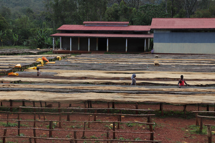 Ethiopia Banko Chelchele