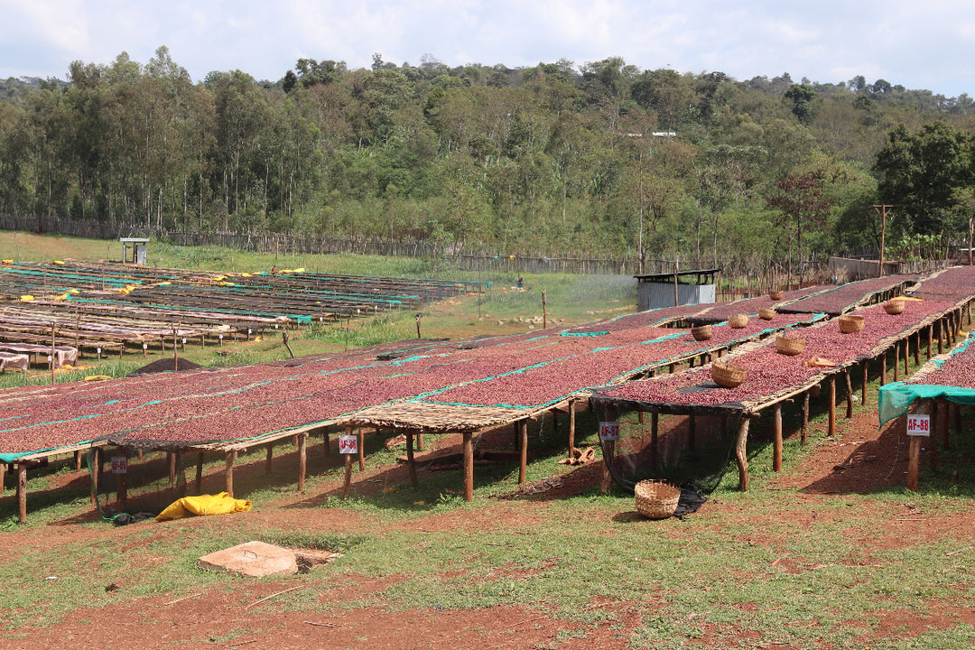 Ethiopia Banko Chelchele