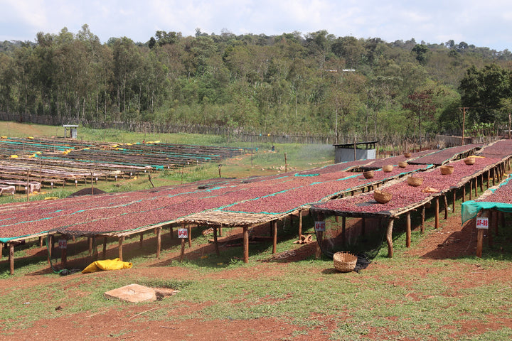 Ethiopia Banko Chelchele